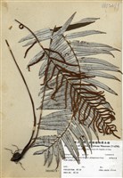 藏品(臺灣瘤足蕨)的圖片